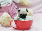 Mops �t��ata (Pug) hgdf