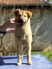 Korejsk� Jindo Dog