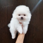 Roztomil� a kr�sn� pomeranian pro adopci zdarma.