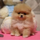 Roztomil� �t��ata Pommerinian pro adopci.