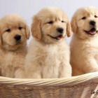 Zlat� retr�vr je velk�