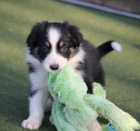 BORDER COLLIE �T��ATA K DISPOZICI