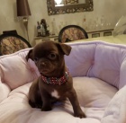 Kr�sn� �ivava �t��at pro p�eo�kov�n�