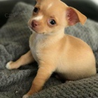 Kr�sn� �ivava �t��at pro p�eo�kov�n�