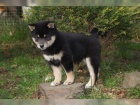 kr�sn� �t���tka Akita Inu k adopci