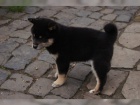kr�sn� �t���tka Akita Inu k adopci