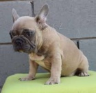 maltsk� �t���tka na prodej