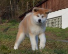 �t��ata akita inu (samci i samice) jsou v�m k dispozici.