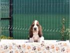 kr�sn� �t���tka Basset Hound hledaj�c� nov� domovy