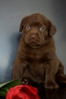 Kr�sn� �t���tka Labradoru k adopci.