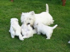 West Highland Terrier mini �t��ata ochotn� m�t nov� domovy