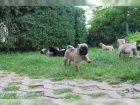 Mops �t��ata 