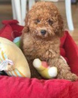 Toy Poodle �t��ata na prodej