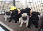 Mops �t��ata