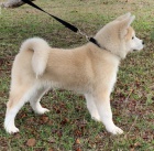 �t��ata akita (k dispozici)