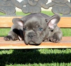    �t��ata francouzsk�ho buldo�ka (k dispozici)