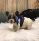 �t��ata francouzsk�ho buldo�ka