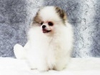 Pomeranian �t��ata