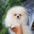 Rozko�n� Kc Pomeranian Chlapec a d�vka