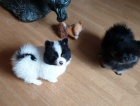 Pomeranian�