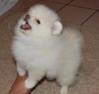 Mal� �t���tka Pomeranian �t��ata k adopci