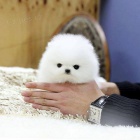 �picl�t� �t��ata