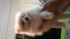Pomeranian�