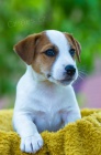 Koupim �t�n�  - Jack russell teri�r