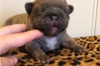 D�RKOV� �T��ATA D�RKOV�HO FRENCH BULLDOG