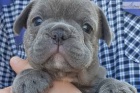 D�RKOV� �T��ATA D�RKOV�HO FRENCH BULLDOG