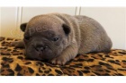 D�RKOV� �T��ATA D�RKOV�HO FRENCH BULLDOG