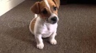 Koupim �t�n� - Jack russell teri�r