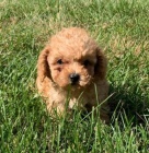 roztomil� �t��ata shih tzu k adopci