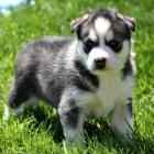 kr�sn� akita �t���tka k adopci