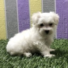 kr�sn� maltsk� �t���tka k adopci