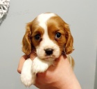 Kaval�r King Charles