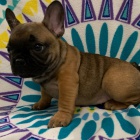 kr�sn� francouzsk� buldo�ka �t��ata k adopci