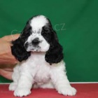 roztomil� �t��ata shih-tzu k adopci