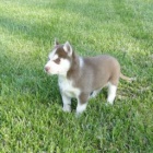 �t��ata sibi�sk�ho husky