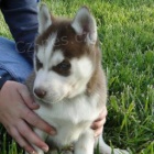 �t��ata sibi�sk�ho husky