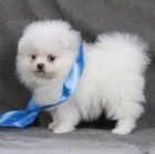 Pomeranian�