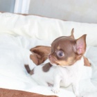 ��lky �t��at Chihuahua