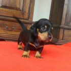 �t��ata jezev��ka k dispozici