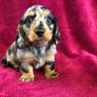 �t��ata jezev��ka k dispozici