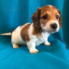 �t��ata jezev��ka k dispozici