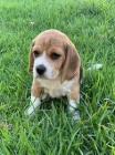 Samci a samice beagle �t��ata k adopci