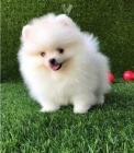 Samci a samice pomeranian �t��ata k adopci