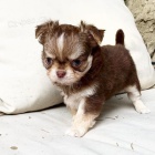 ��lky �t��at Shihuahua