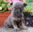 francouzsk�ho buldo�ka