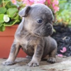 francouzsk�ho buldo�ka